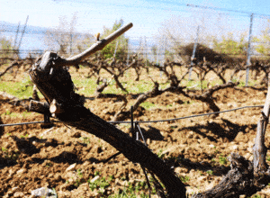 Croatian Origins of Zinfandel Wines